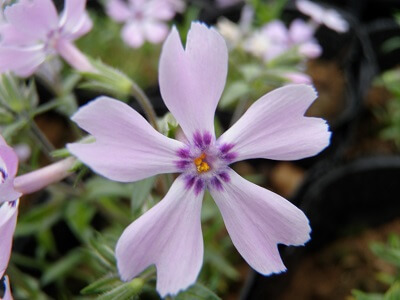 栽培中の芝桜