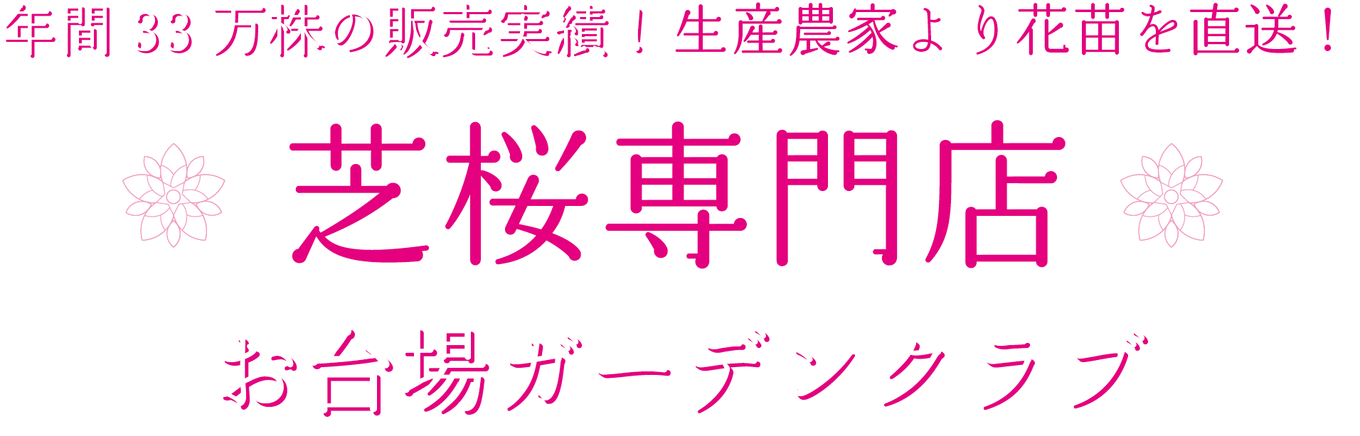 【芝桜専門店】年間33万株の販売実績！生産農家より花苗を直送！