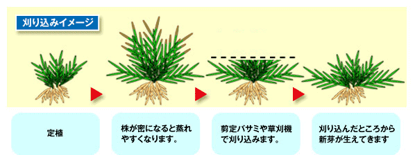 芝桜の刈込イメージ