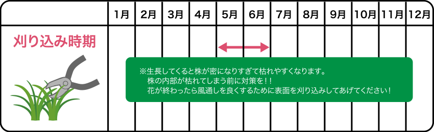 芝桜の刈込時期