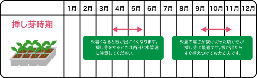 増やし方スケジュール