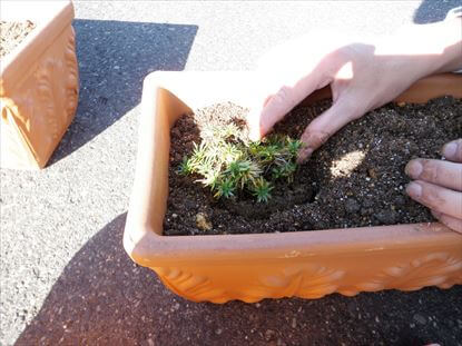 プランターに苗を植え付ける