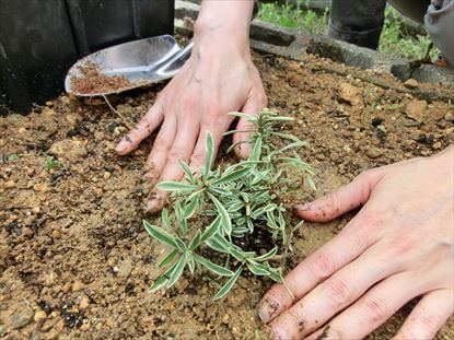 苗を植え付ける