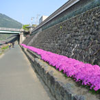 肱川橋河川敷