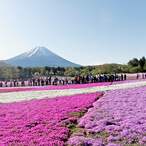 富士芝桜まつり