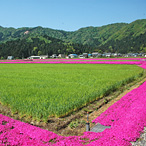 大野市乾側芝桜まつり