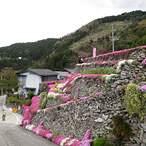 高開石積芝桜まつり