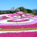 みさと芝桜公園