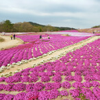 花夢の里ロクタン