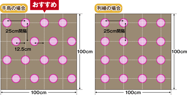 植えつけ方