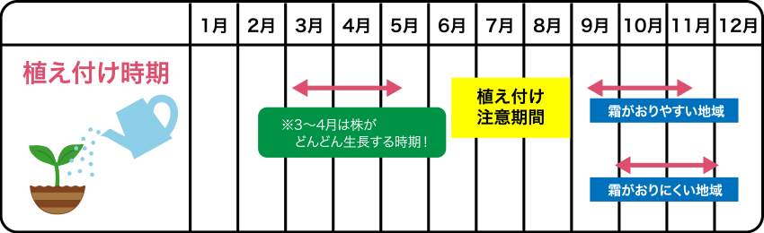 植え付け時期