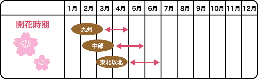 開花時期