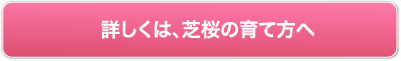 芝桜の育て方