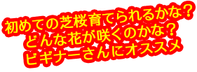 初めての芝桜育てられるかな？どんな花が咲くのかな？と不安な方にオススメ