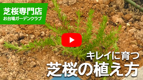 きれいに育つ芝桜の植え方動画